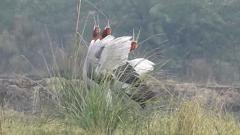 Trios–A novel social unit in Sarus Cranes Trios–A novel social unit in Sarus Cranes