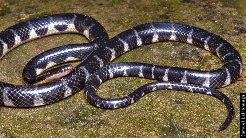 Researchers describe a new genus and species of rain-loving snake from Northeast India Researchers describe a new genus and species of rain-loving snake from Northeast India