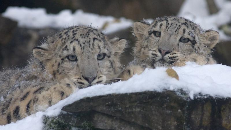 Study shows how science and society can save snow leopards Study shows how science and society can save snow leopards