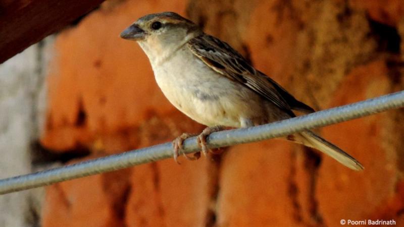 A female House Sparrow. Photo Credit: Poornima Badrinath. Among dwindling numbers, some bright spots for India’s birds
