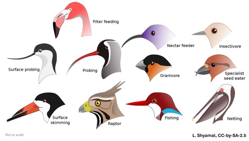 Caption: Bird beaks have evolved differently based on what they feed. Credit: L. Shyamal Caption: Bird beaks have evolved differently based on what they feed. Credit: L. Shyamal