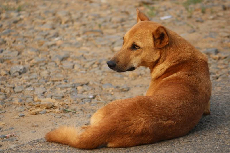 Study explores how free-ranging dogs forage food Study explores how free-ranging dogs forage food