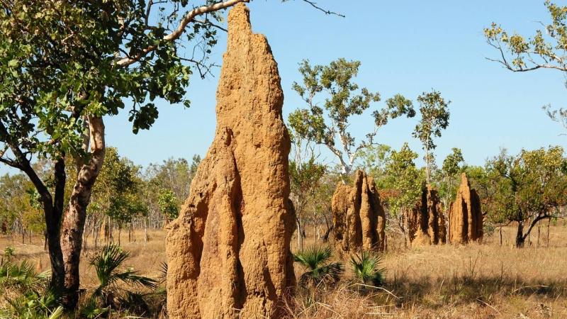Termite mounds. Photo by Jared Belson <https://pestpush.com/>. Here’s how rhiniid flies in the Western Ghats worm their way into termite mounds