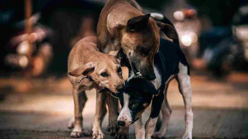Could oral vaccines be the answer to India’s rabies problem? Could oral vaccines be the answer to India’s rabies problem?