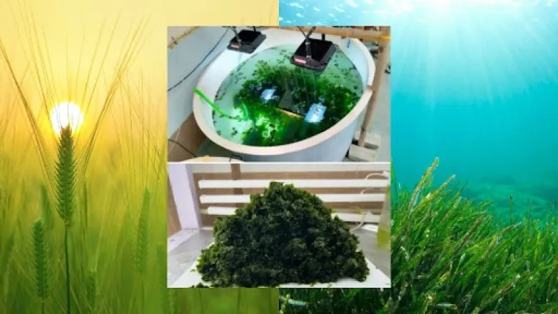 Inset Image: Successful land-based tank cultivation of Ulva and Cultivated feedstock of Ulva. Credit: Authors, CURRENT SCIENCE, VOL. 129, NO. 3, 10 AUGUST 2025 Cultivating the Sea: How Ulva, a Green Seaweed, Offers a Land-Saving Food Revolution