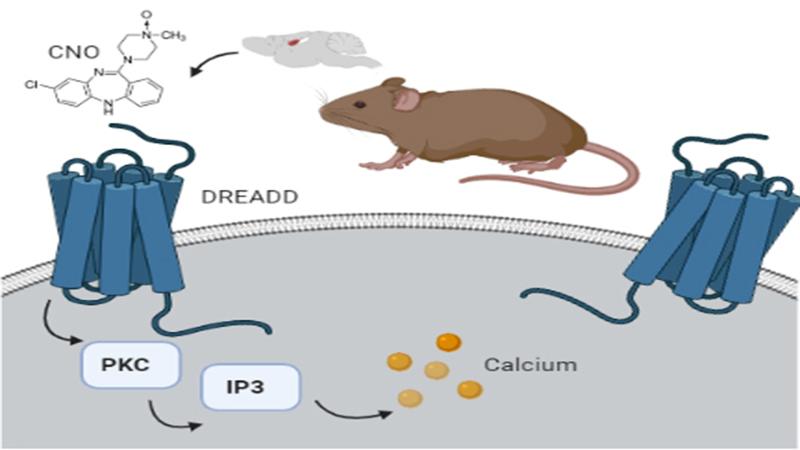 Image credits - Ukarsha A Singh Study cautions about the use of designer receptors to control the brain