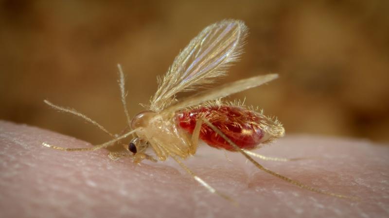 Phlebotomus papatasi sandfly | Image Credits: Frank Collins, Wikimedia Commons. “Not just a fever”—What is hampering the elimination of kala-azar in India?
