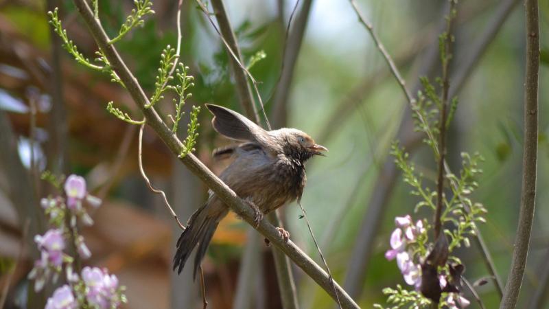 Yellow billed babbler | Photo credits - Ramya Badrinath 7 Proven Tips for Birdwatching
