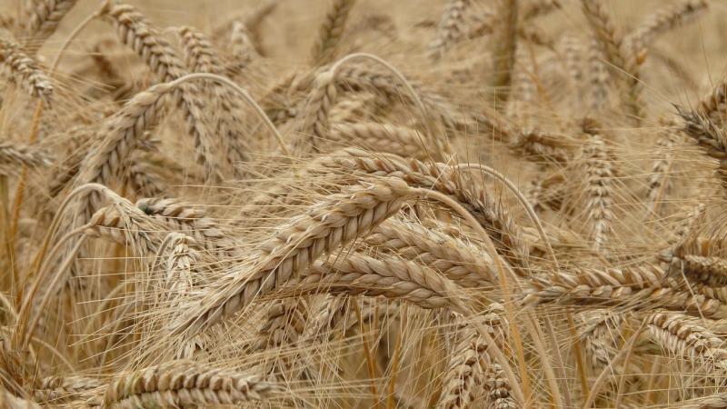 ICAR scientists develop the world’s first web-based tool to identify wheat varieties ICAR scientists develop the world’s first web-based tool to identify wheat varieties