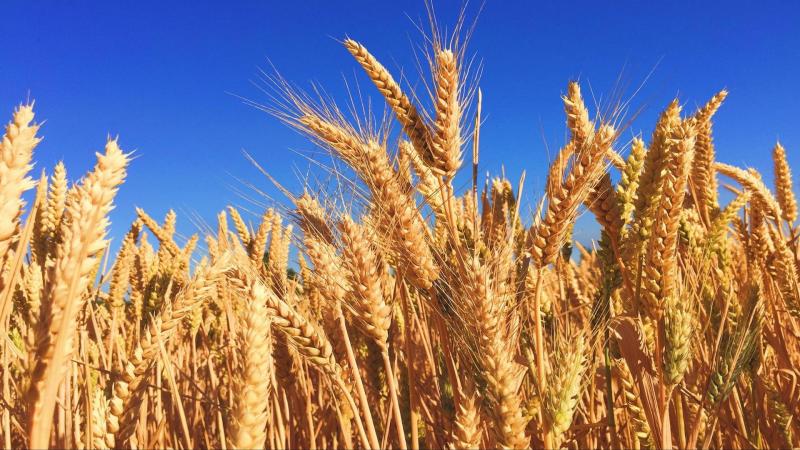 Photo by Melissa Askew on Unsplash Machine learning helps monitor crop growth