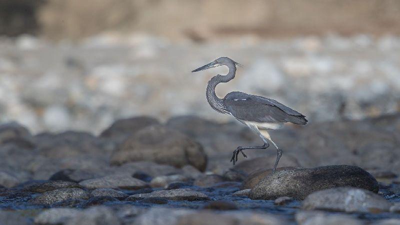 Image credits: Sagar Gosavi First-ever survey of white-bellied herons spells doom for these birds
