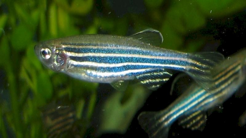 Image credits - Fish Lab, IISER Kolkata Patterns of mating interactions in wild zebrafish now unravelled