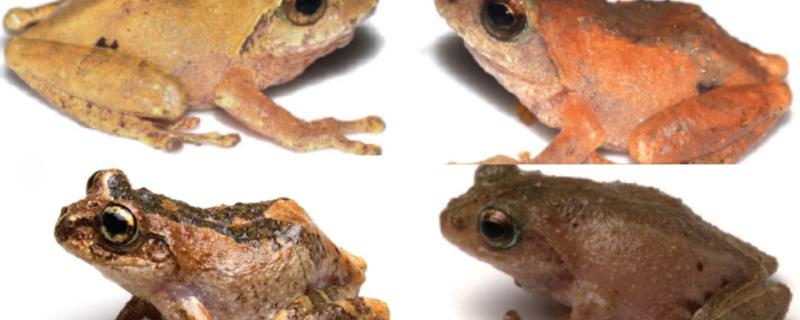 Bush Frogs