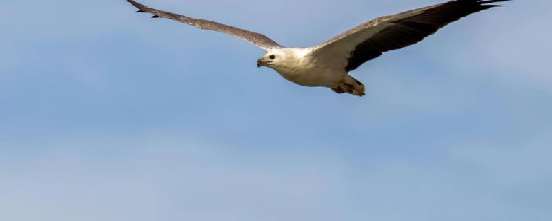 White-bellied Sea-Eagle 