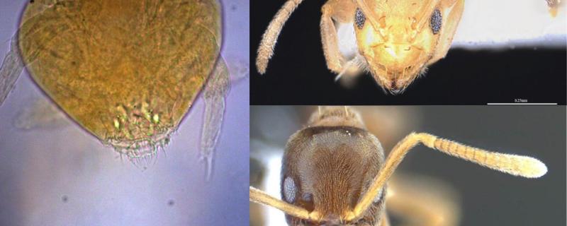 Neelus sikkimensis, Paraparatrechina sohryngkham and Paraparatrechina ali