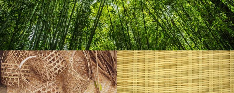 Bamboo