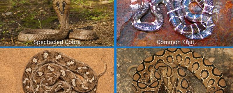 Big four snakes of India