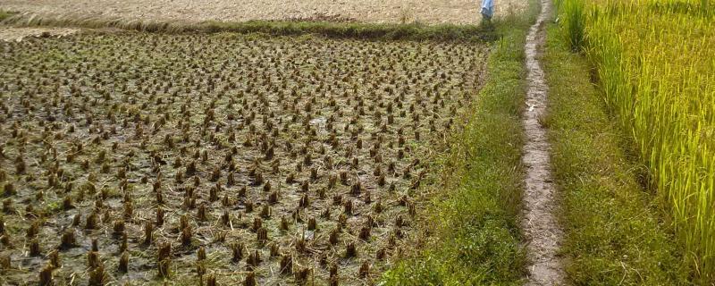 PaddyFarm