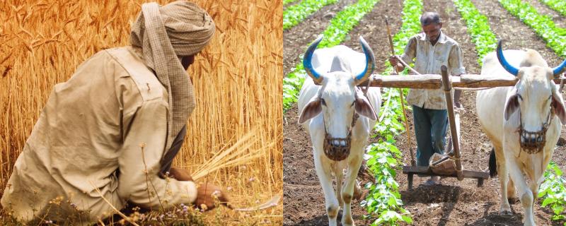 Representative image Farming in India