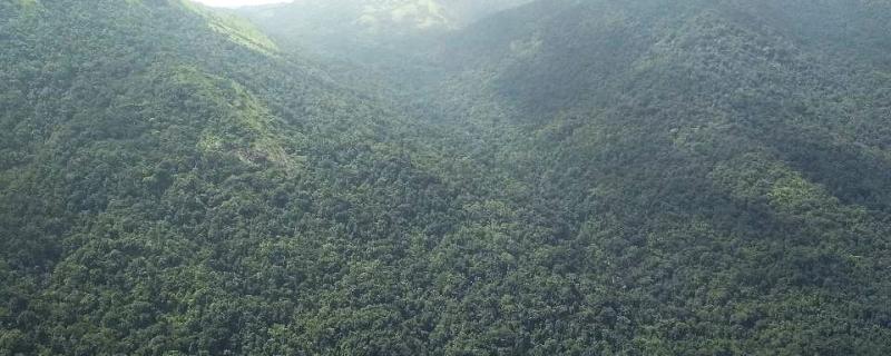 Forest in Western Ghats Forest