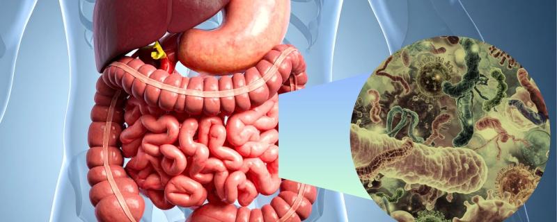 Representative image Gut Microbiome