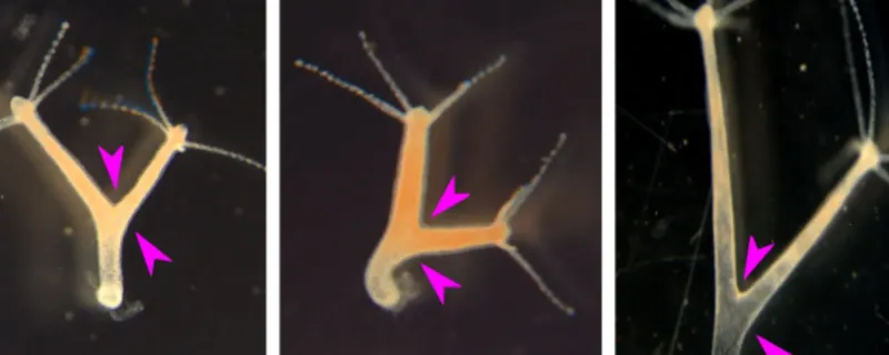Hydra vulgaris