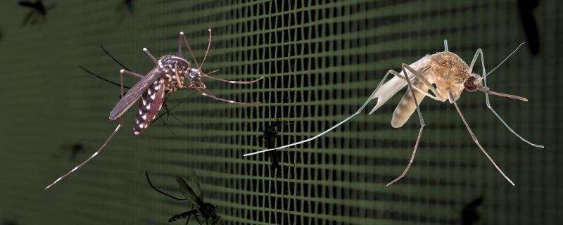 Mosquitoes