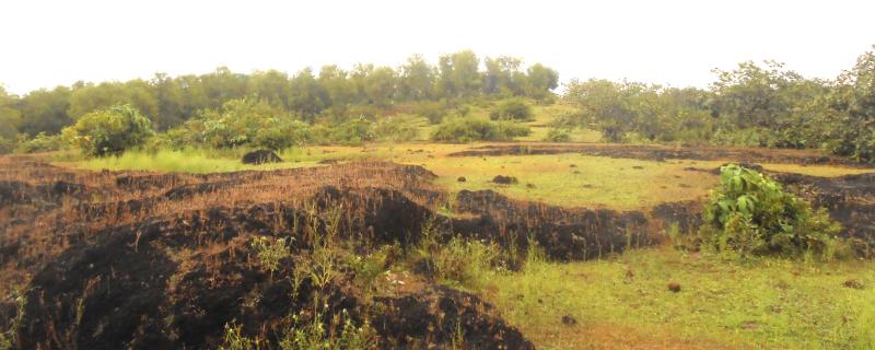 Open Natural Ecosystem