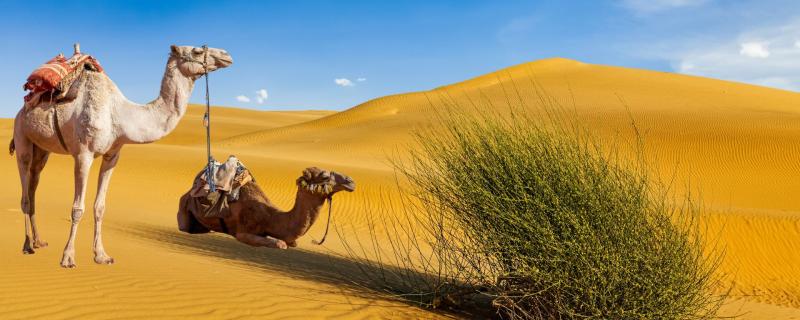 Camels in a Desert