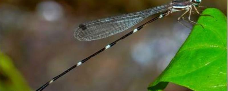 Protosticta sooryaprakashi