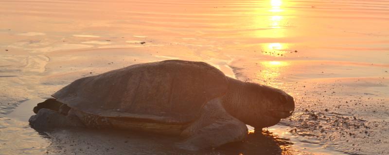 Sea Turtle