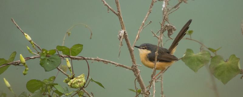 Listening to birds amidst the urban hustle-bustle   
