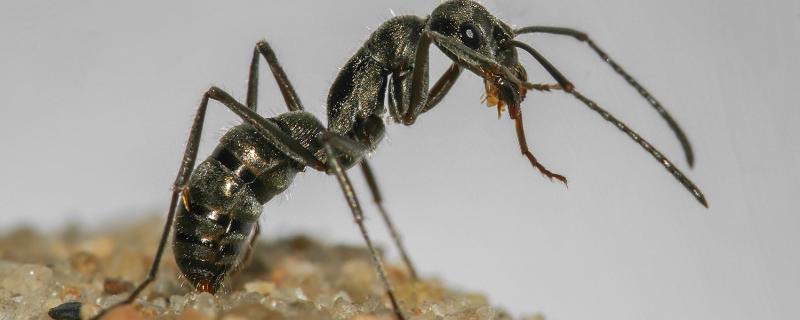 A walk on the pavement reveals the beauty of ant nests