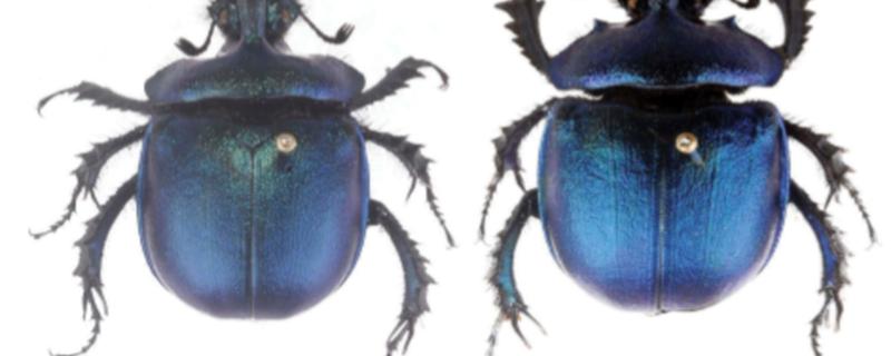 A newly found species of dung beetle from Arunachal Pradesh adds to India’s biodiversity