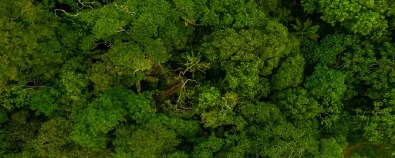 Accounting for fragmented forests is crucial for effective afforestation planning
