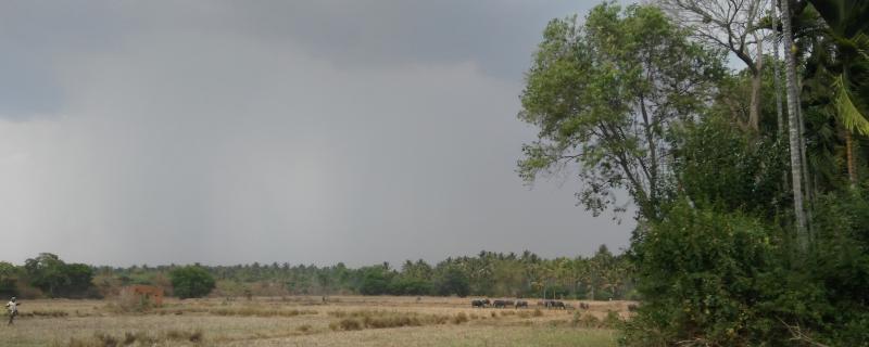 Friendly neighbours? Study shows crop yield increases when biodiverse environments surround farms