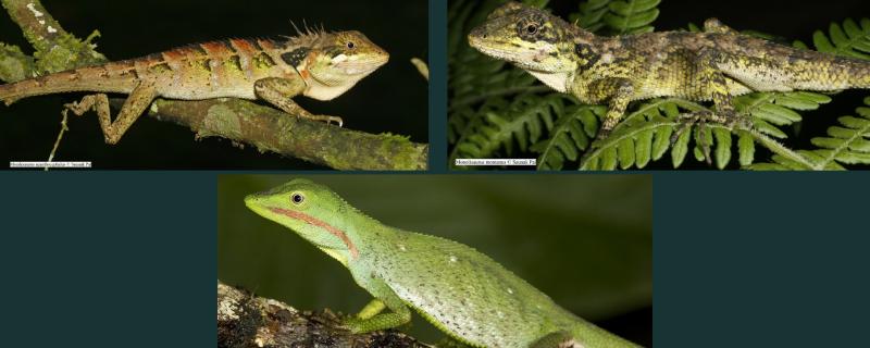 Photo by: Monilesaurus montanus and Monilesaurus acanthocephalus  by Saunak Pal; Microauris aurantolabium by S. P. Vijayakumar