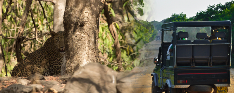 Noisy vehicles cause distress to animals. [picture credits leopard and safari vehicle via Wikimedia Commons]