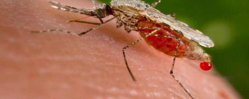 A new technique to study Indian strain of malarial parasite could help in better drug discovery