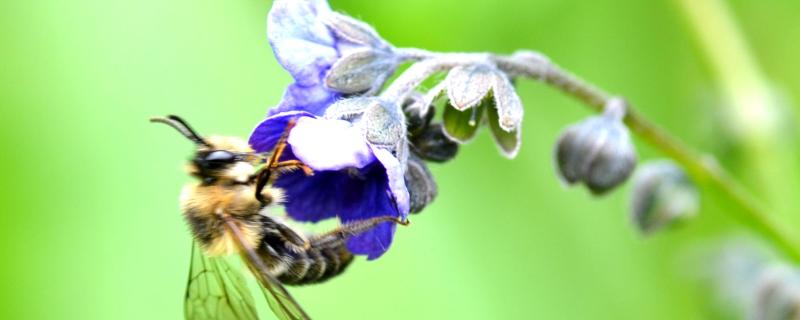 New species of bee Melitta indica discovered in Uttarakhand, India