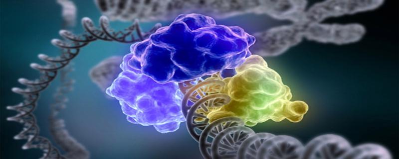 The vital role of Plasmodium’s molecular scissors in its cellular function