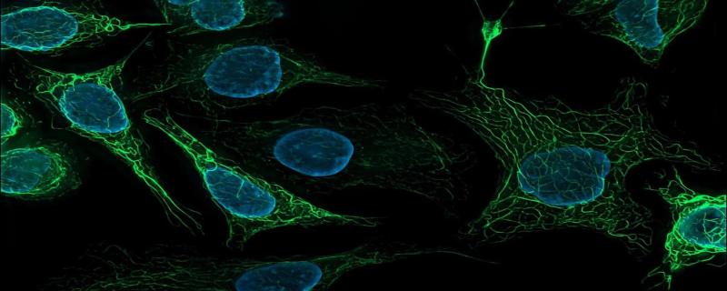 A molecular switch for feeding and fasting could hold clue to obesity and aging