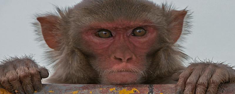 Do differing opinions affect the management of human-animal conflicts?