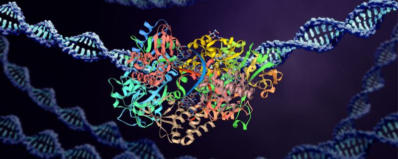 Proteins and DNA