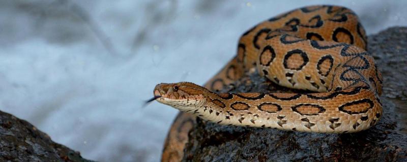 The sorry tale of snakebites in India