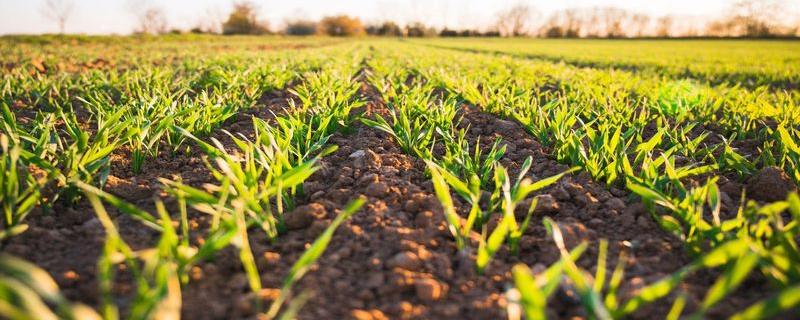 Soil check: How much water does your soil contain?