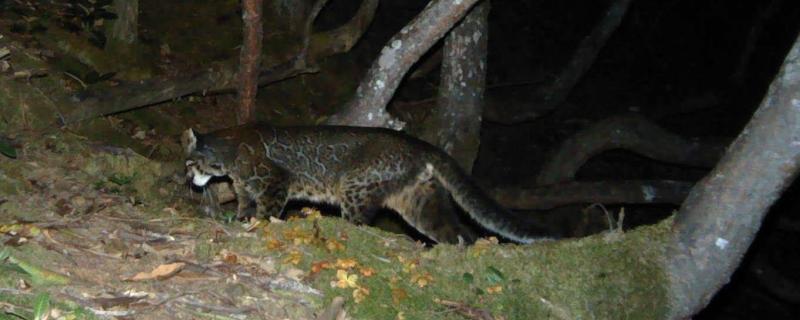 Image: Tightly rosetted morph of Asiatic golden cat by Sahil Nijhawan/Panthera/APFD