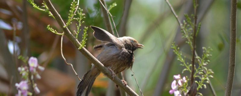 7 Proven Tips for Birdwatching