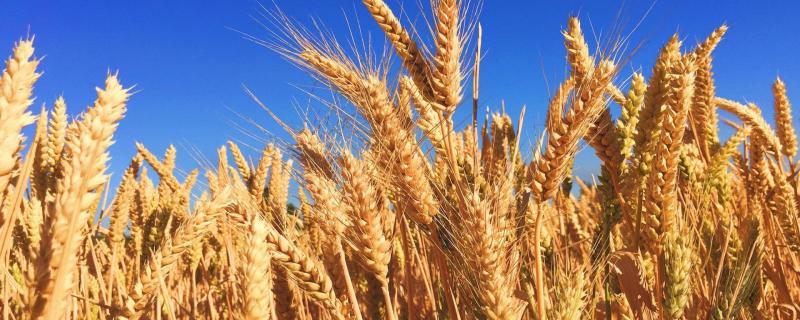 Machine learning helps monitor crop growth