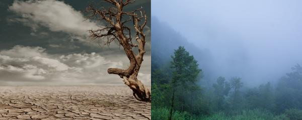 Drought or Rain? Drogut and monsoon Rain